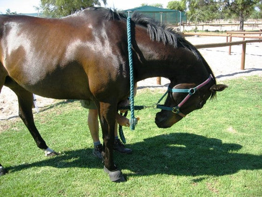 Stretching horses