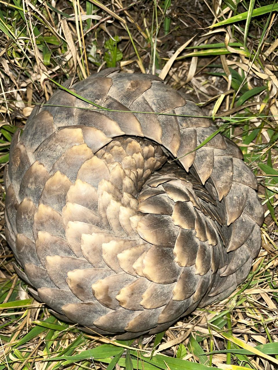 A scaly encounter