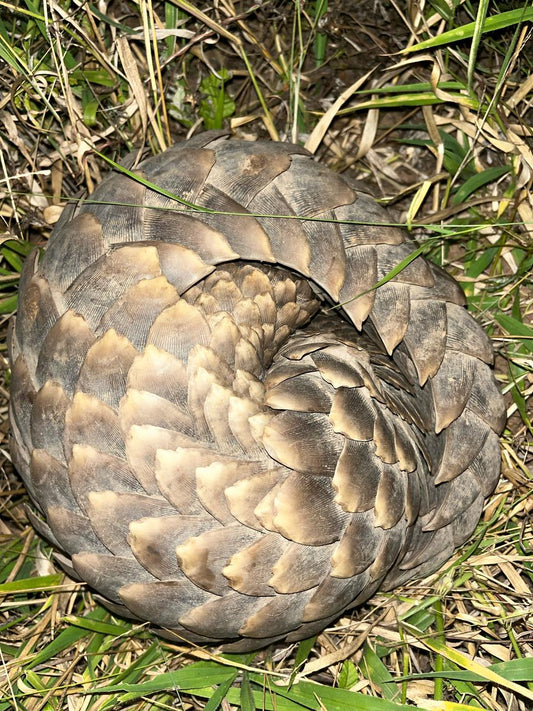A scaly encounter