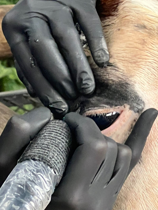 Tattoos for animals - cosmetics or life saving procedure? A real option for squamous cell carcinoma prevention.