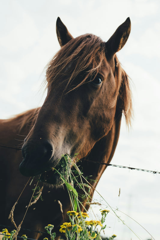 Chronic colic