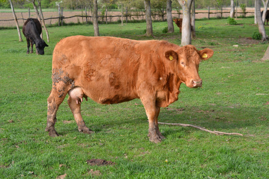 Foot and mouth disease