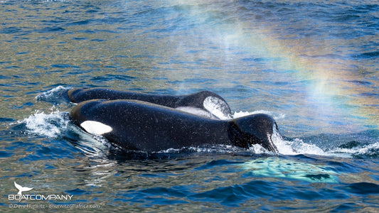 Port and Starboard - South Africa's shark eating orcas