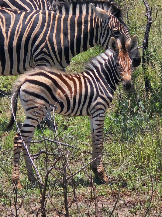 African horsesickness