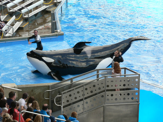 Tilikum