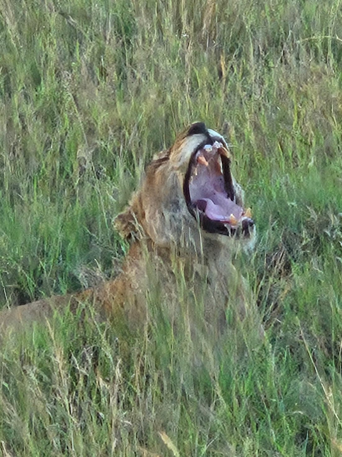 Man eaters....or adaptable beasts?