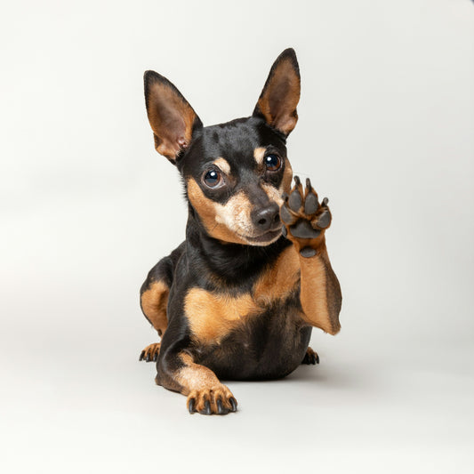 Heart disease and heart failure in pets