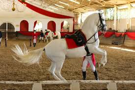 Saved during War: How the Lipizzaner Horses Survived World War II