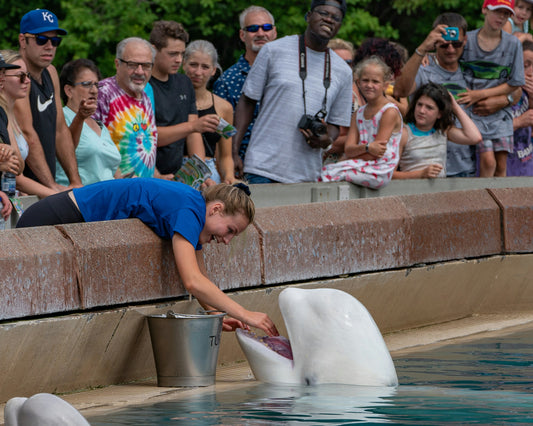 Hvladimir whale