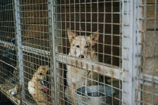 Distemper