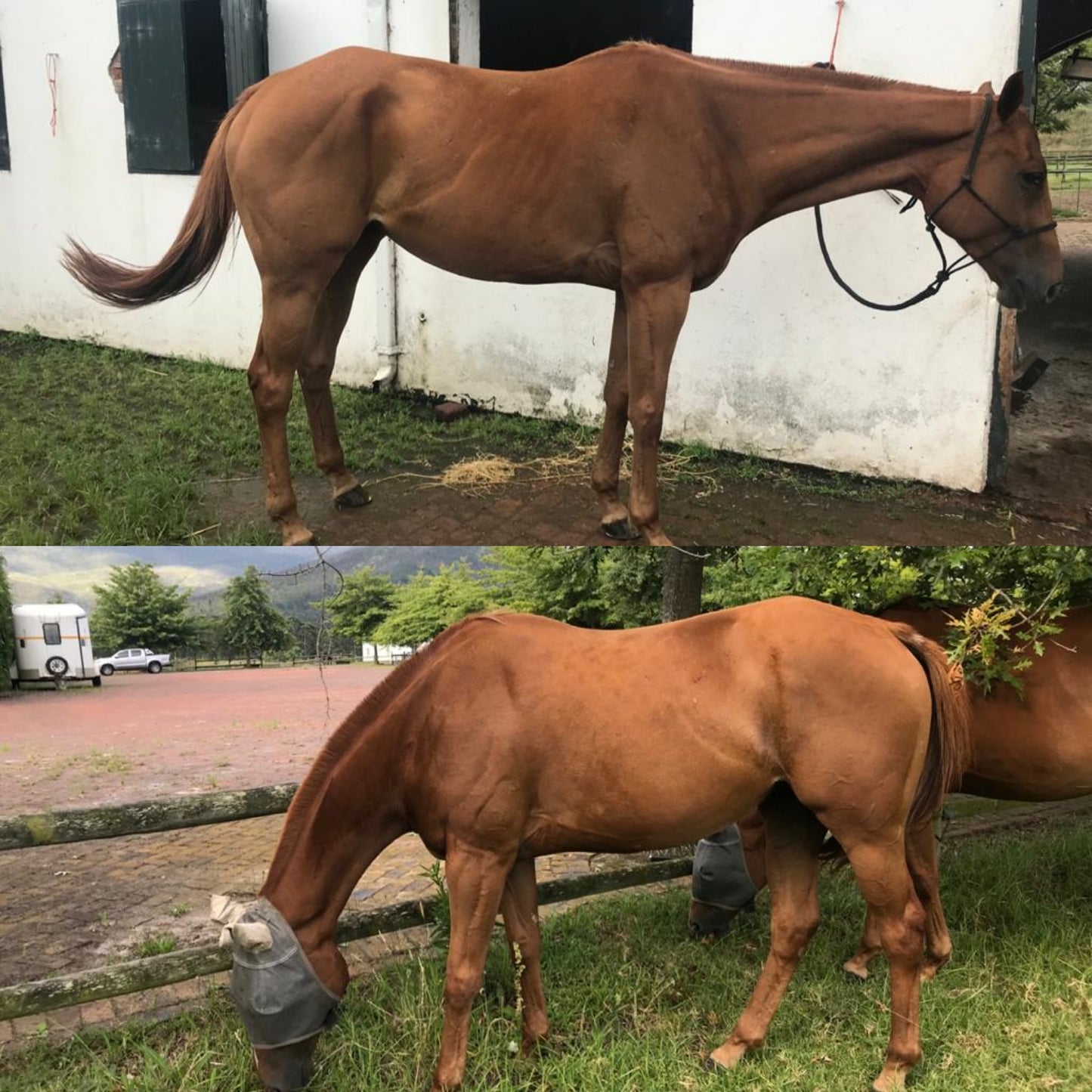 Natrofix - Equine 1L