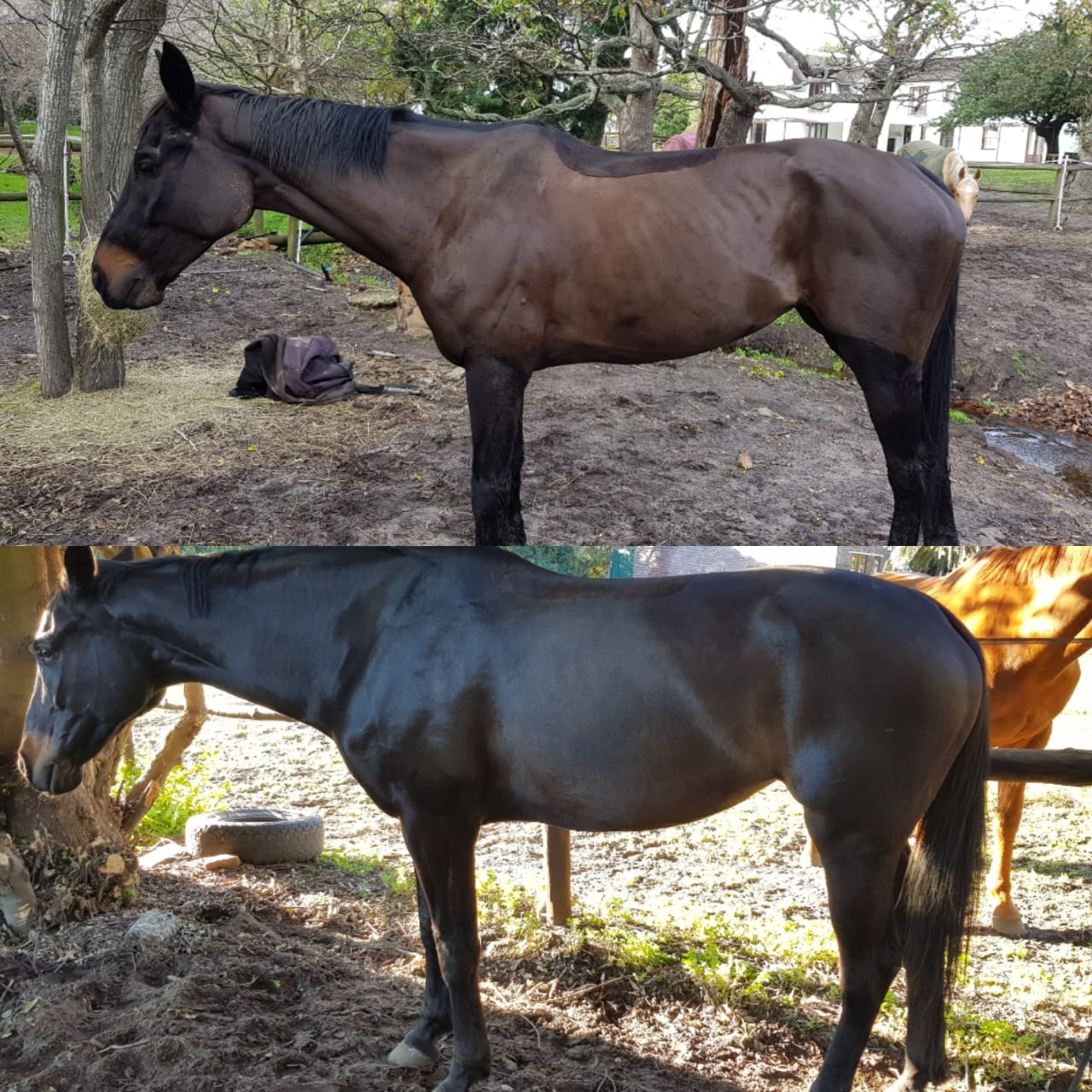 Natrofix - Equine 1L